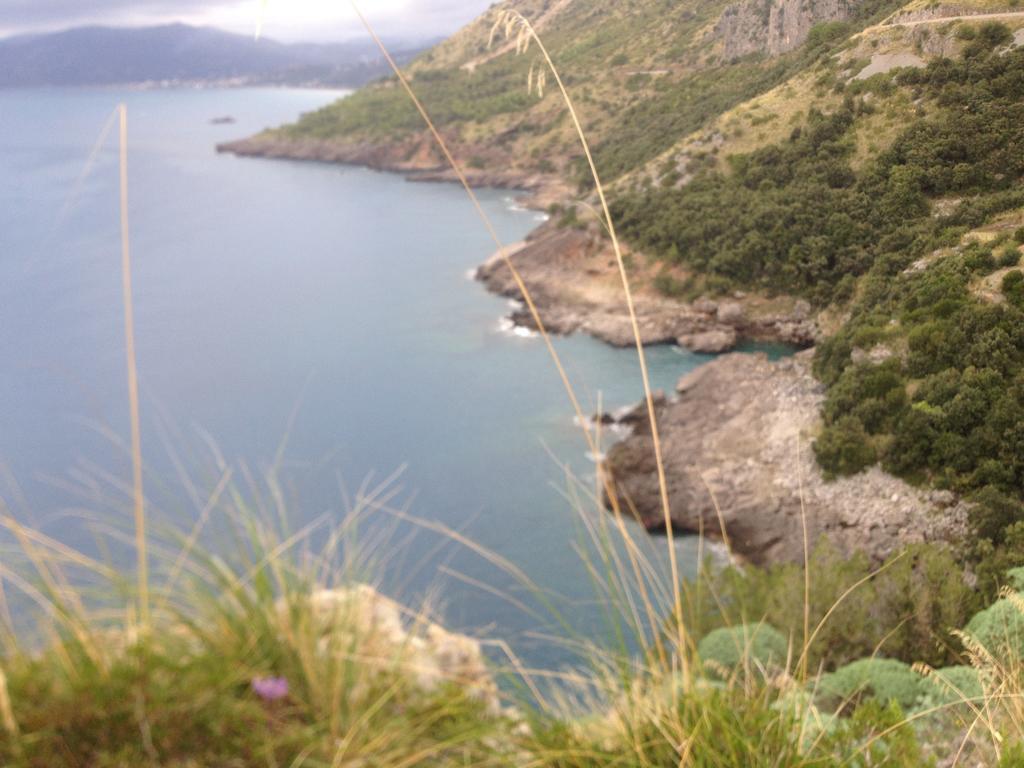 Calandrella